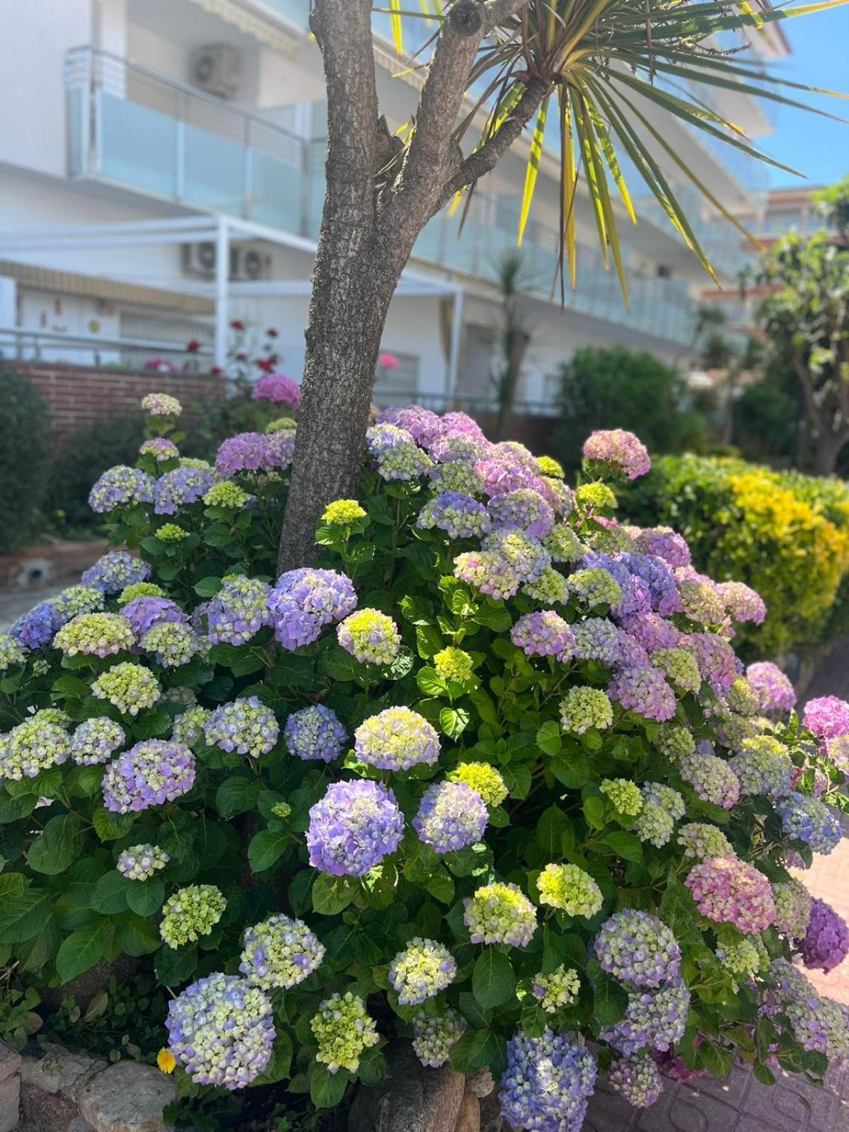 Ferienwohnung Apcostas Els Pins Lotus Blanes Exterior foto