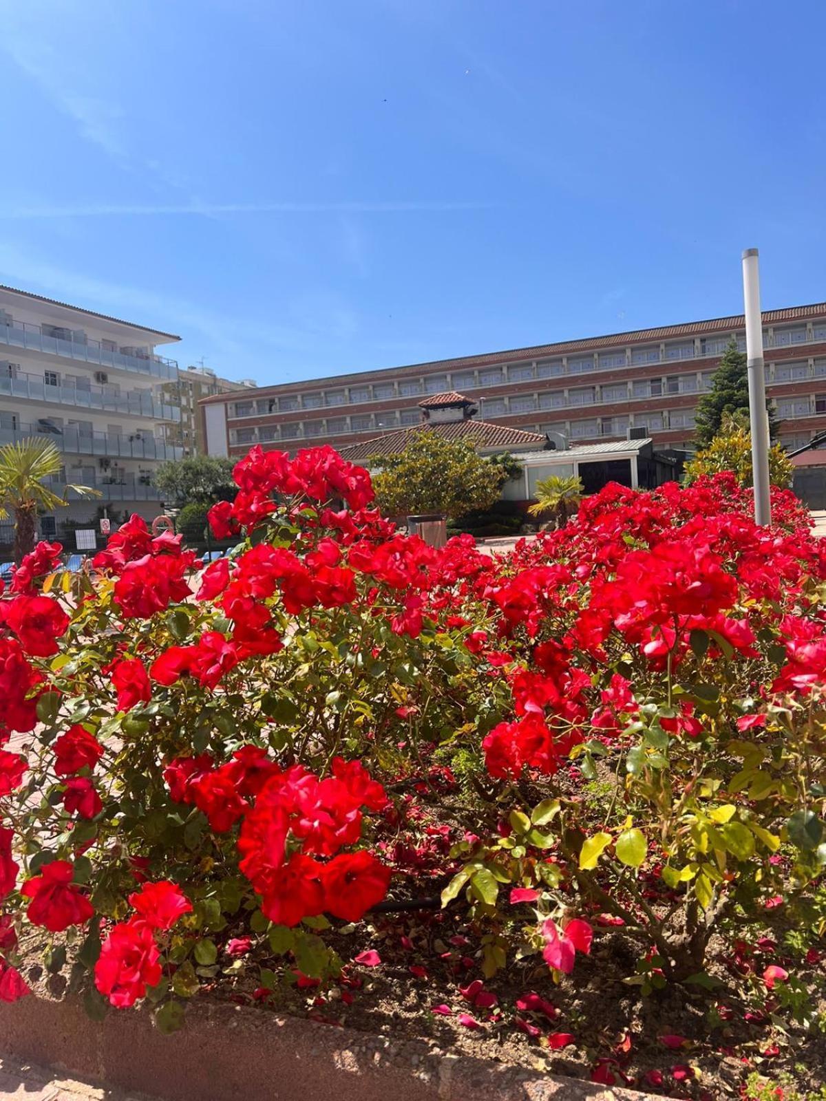 Ferienwohnung Apcostas Els Pins Lotus Blanes Exterior foto